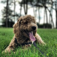 Fototapeta premium Dog