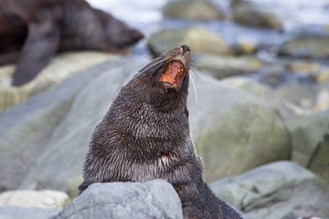 Antarctic Fur Seal, South Shetland Islands, Antarctica