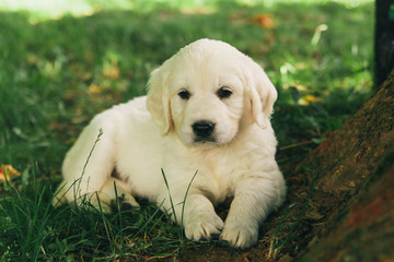 Puppy Golden Retriever pup rests on nature