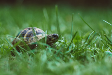 Young turtle in grass