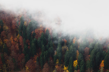 Jesień las i mgła, widok z góry - 177936935