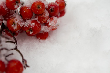 Rowan in the snow