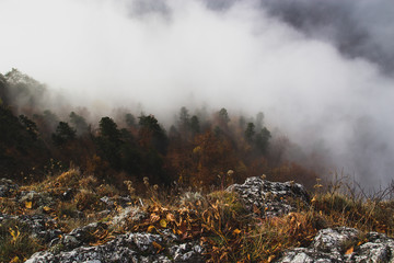 Forest in the fog, view from stone mountain