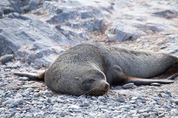 Naklejka premium Antarctic Fur Seal, South Shetland Islands, Antarctica