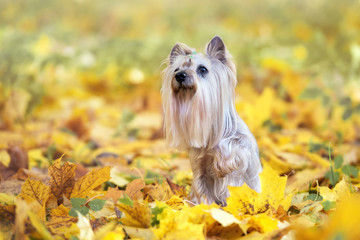 adorable yorkshire terrier dog sitting in fallen leaves