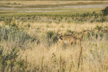 Naklejka na ściany i meble Coyote hiding behind bushes in the grasslands near the Great Salt Lake in Utah