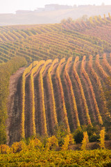 Fototapeta na wymiar Langhe, Piedmont, Italy. Autumn landscape