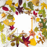set foglie colorate autunno arte