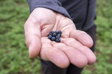 Few blueberries on the palm