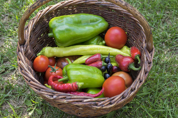 Peppers and tomatos harvest in wicker basket, fresh vegetables, ingredients