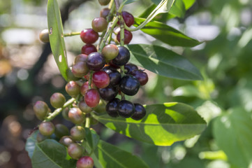 Prunus laurocerasus cherry laurel shrub, ripening fruits on branches