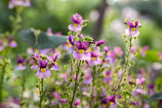 Nemesia strumosa ornamental flowers in bloom, purple violet with yellow center