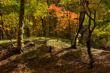 Fototapeta premium Jesienne liście w Onuma Quasi-National Park, Hokkaido