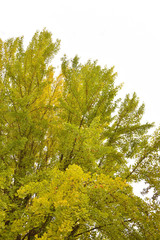 ギンナンが沢山ついたイチョウの木