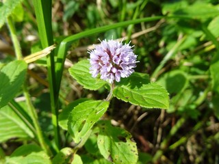 Wasserminze / Bachminze