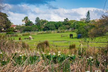 Horses graze peacefully in a paddock on a spring morning with arum lilies in the foreground