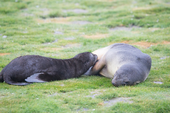 A fur seal pup weening and its mother.