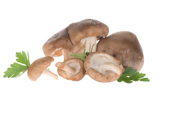 Fototapeta premium mushrooms with parsley