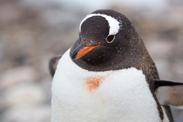 Gentoo Penguin, Neko Harbour, Antarctica