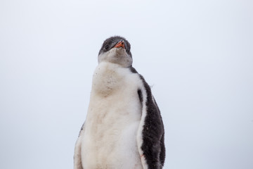 Gentoo Penguin Chick, Port Lockroy, Antarctica