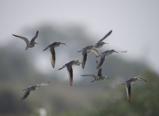 Flock of Spotted redshank