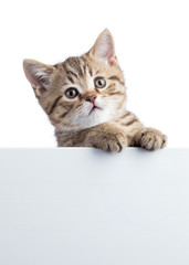 Cat kitten hanging over blank posterboard for message