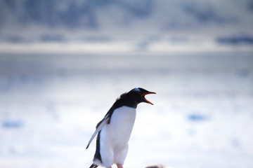 Fototapeta premium Gentoo Penguin, Neko Harbour, Antarctica