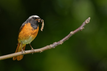 Gartenrotschwanz mit Futter