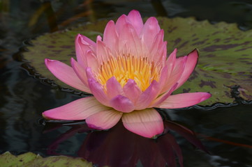 Water Lily