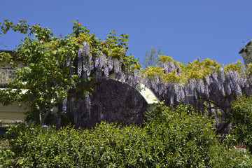 Italy, Lake Maggiore; Isola dei Pescatori,