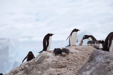 Gentoo Penguins with a Glacial background