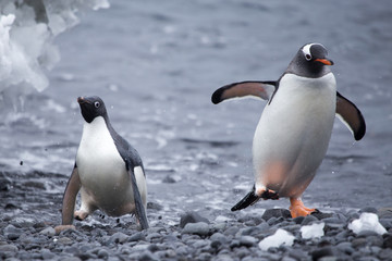 Adelie and Gentoo Penguin, Brown Bluff, Antarctica