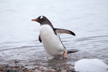 Gentoo Penguin, Neko Harbour, Antarctica