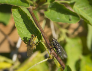 macro yellow dung fly or the golden dung fly Scathophaga stercoraria in green leaves