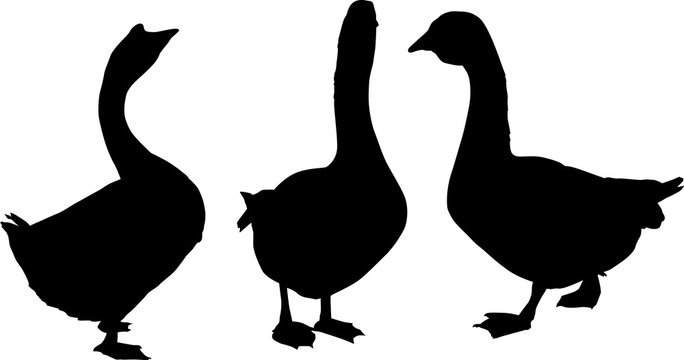 set of three goose silhouettes isolated on white