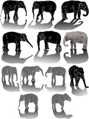 set of twelve elephants with shadows