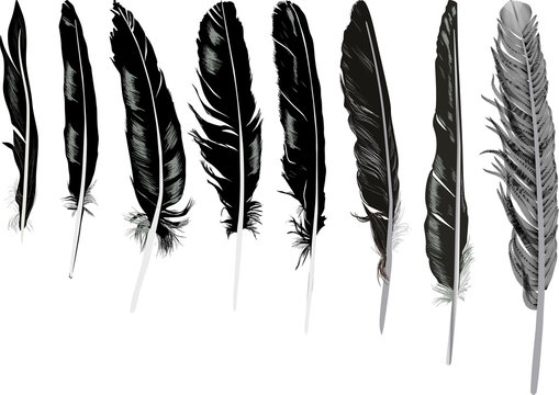 eight black feathers set on white background