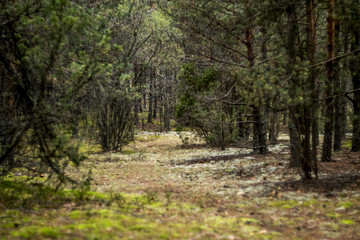 Fototapeta premium Road throgh the forest