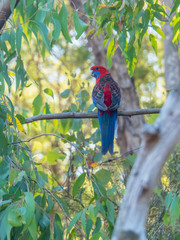 Colorful Crimson Rosella