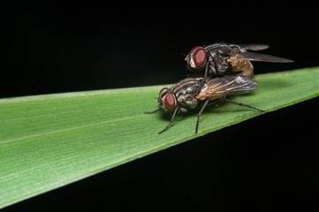 flies mating