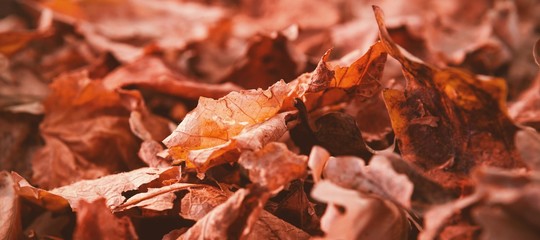 Close-up of autumn leaves