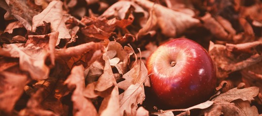 Autumn leaves with apple