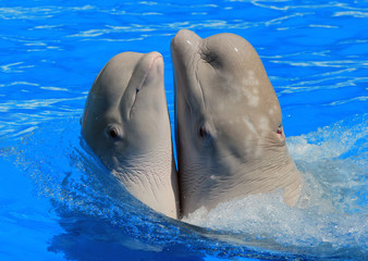 Two white beluga whales in a pool © aquatarkus