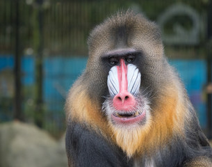 Frontal portrait of a mandrill monkey