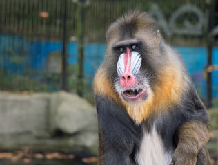 Portrait of a mandrill monkey