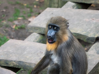 Frontal portrait of a mandrill monkey