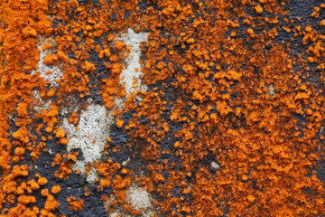 close up of orange fruticose hairy lichen