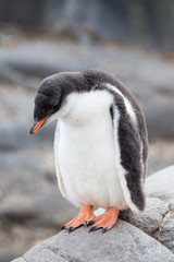 Fototapeta premium A Gentoo Penguin chick.