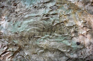 Bark background