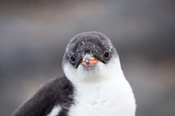 A Gentoo Penguin chick.